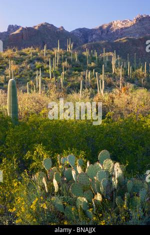 Sabino Canyon Recreation Area, Tucson, Arizona. Foto Stock