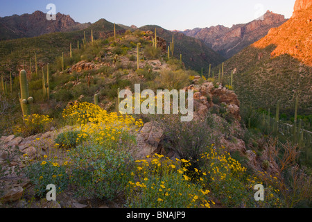 Sabino Canyon Recreation Area, Tucson, Arizona. Foto Stock