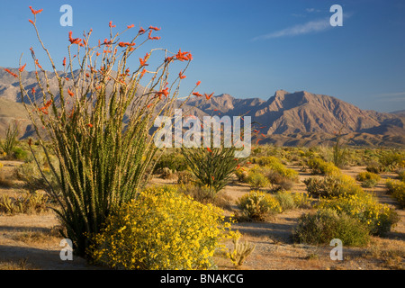 Anza-Borrego Desert State Park, California. Foto Stock