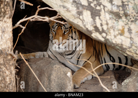 Una tigre del Bengala all'interno dell'den cercando aggressivo nella foresta di Pench Riserva della Tigre, India. Foto Stock