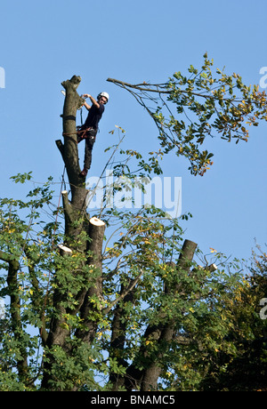 Tree chirurgo eseguire potature il ramo superiore da un enorme cavallo castagno Foto Stock