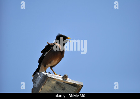 Myna comune (Acridotheres tristis) sul cielo blu sullo sfondo Foto Stock