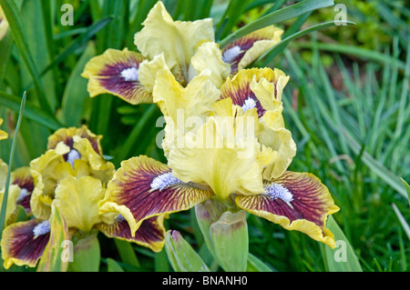 Nana iris barbuto, Iris 'Golden Ruby' Foto Stock