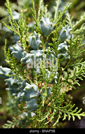 Thuja verde in giardino Foto Stock