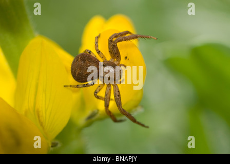 Il ragno granchio (Xysticus cristatus) su giallo fiore di lupino (Lupinus luteus) Foto Stock