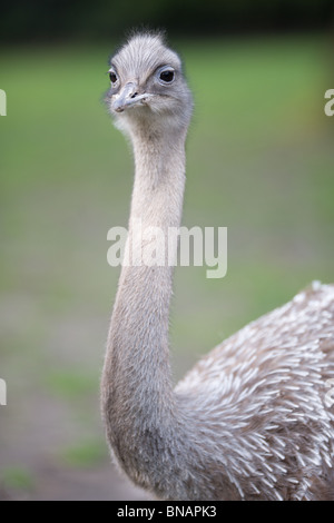 Darwin's Rhea o minore Rhea - Pterocnemia pennata pennata Foto Stock