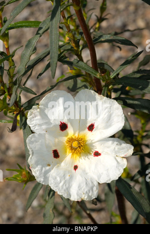 Gomma cisto (Cistus ladanifer) Foto Stock