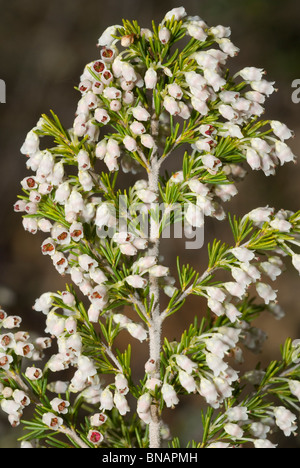 Albero di erica (Erica arborea) Foto Stock