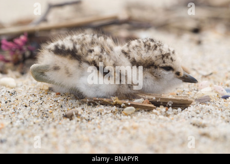 Fratino (Charadrius alexandrinus) Foto Stock