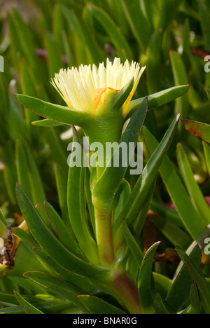 Hottentot fig (Carpobrotus edulis) Foto Stock