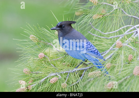 Steller Jay si appollaia in pino Foto Stock