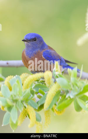 Western Bluebird di palissonatura Willow Tree - Verticale Foto Stock