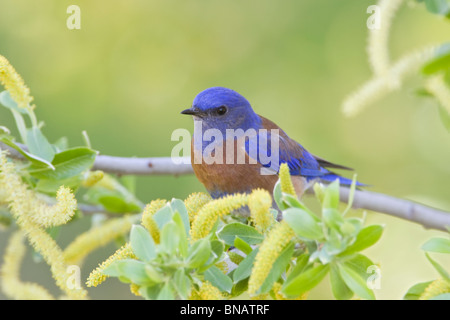 Western Bluebird di palissonatura Willow Tree Foto Stock