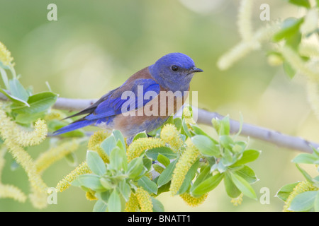 Western Bluebird di palissonatura Willow Tree Foto Stock