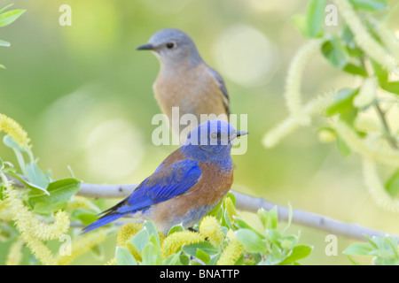 Maschio e femmina Bluebirds Occidentale si appollaia in Willow Tree Foto Stock