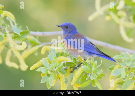 Western Bluebird di palissonatura Willow Tree Foto Stock