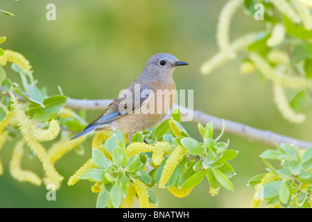 Femmina Bluebird Occidentale si appollaia in Willow Tree Foto Stock