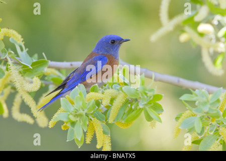 Western Bluebird di palissonatura Willow Tree Foto Stock