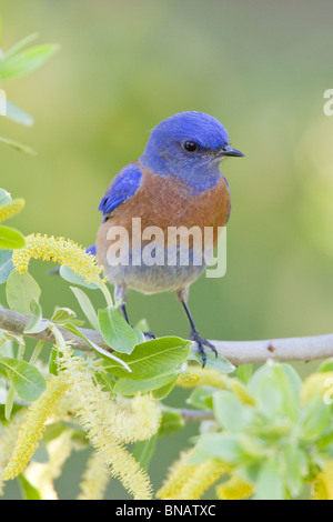 Western Bluebird di palissonatura Willow Tree - Verticale Foto Stock