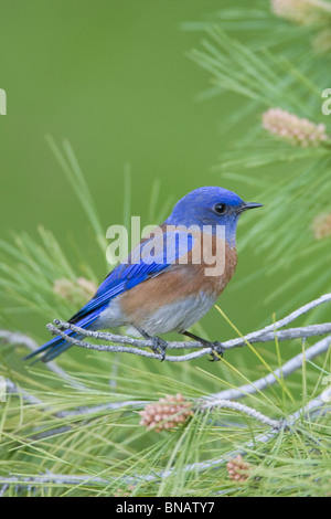 Western Bluebird appollaiate in pino - Verticale Foto Stock