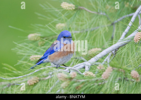 Western Bluebird appollaiate in pino Foto Stock