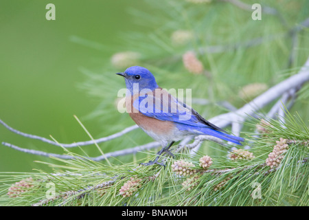 Western Bluebird appollaiate in pino Foto Stock