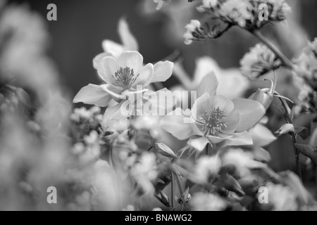 Crabapple (Sargentina fioritura Crabapple) con Aquilegia alpina (Swan rosa e giallo) . Oregon Foto Stock