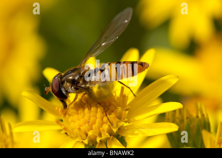 Un comune hoverfly (syrphus ribesii) Foto Stock