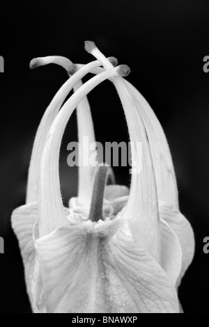 Chiusura del fiore di dispiegamento di Musik bianco puro aquilegia alpina. (Aquilegea musik bianco puro) Foto Stock