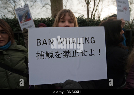 Anti-caccia alla balena gli attivisti da Sea Shepherd Conservation Society protesta all ambasciata giapponese di Londra Foto Stock