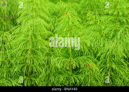 Fresco di legno verde horestail Equisteum sylvaticum Foto Stock