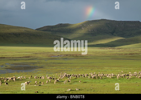 Un grande gregge di pecore al pascolo su verde pascolo con pioggia nuvole e rainbow, Sud Africa Foto Stock
