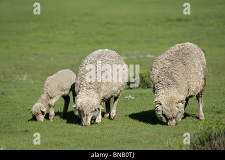 Pecore Merino di pascolare su lussureggianti e verdi pascoli Foto Stock