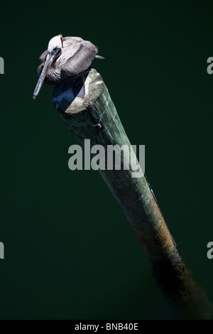 Brown pelican appollaiato sul post al Holiday Inn marina di Key Largo, Florida, Stati Uniti d'America Foto Stock