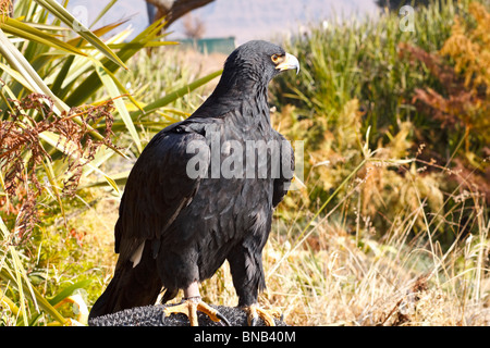 Verreaux's Eagle noto nella sua nativa in Africa come la Black Eagle. Famiglia: Accipitridae, Genere: L'Aquila, specie: A. verreauxii. Foto Stock