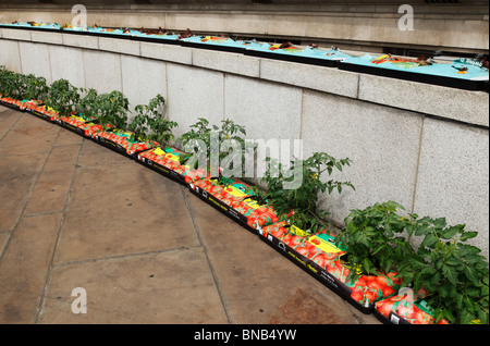 Fila di growbags fuori County Hall, Southbank, Londra, Inghilterra, Regno Unito. Foto Stock