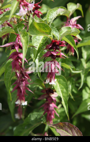 Pheasantberry, Lycesteria formosa; Himalyan caprifoglio, Arbusti decidui Foto Stock