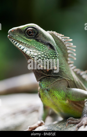 Physignathus cocincinus. Captive cinese Drago d'acqua. Acqua verde Dragon. Foto Stock