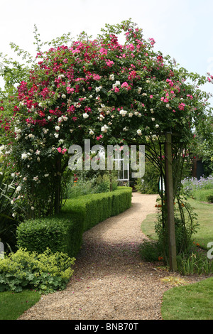 Le rose arrampicarsi su di un arco Foto Stock