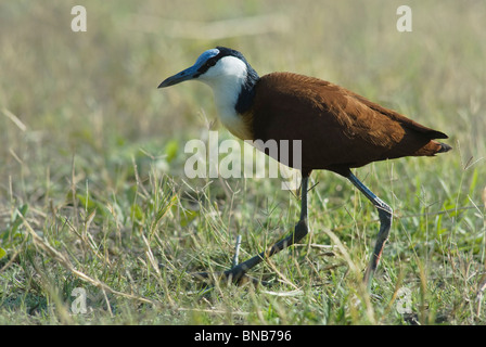 Close-up di Jacana africana (Actophilornis africanus) camminando attraverso l'erba. Kwazulu-Natal Provincia, Sud Africa Foto Stock