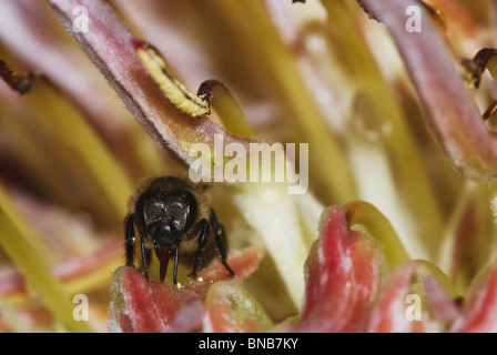 Close-up di un ape operaia nettare di raccolta su pistels di una Regina Protea (Protea Magnifica) Kwazulu-Natal, Sud Africa Foto Stock