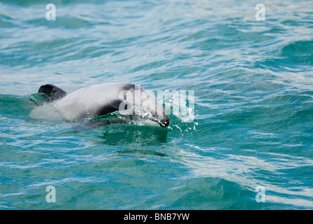 Hector i delfini Cephalorhynchus hectori Akaroa Nuova Zelanda Foto Stock