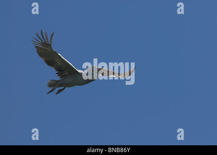 Great White Pelican in volo, ali stese. Kwazulu-Natal, Sud Africa Foto Stock