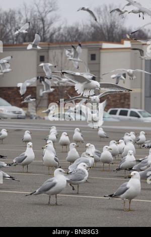 Di inanellare bill gabbiano parcheggio ohio pest bird Foto Stock