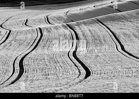 Linee di semina nel campo di grano. Il Palouse, Washington Foto Stock