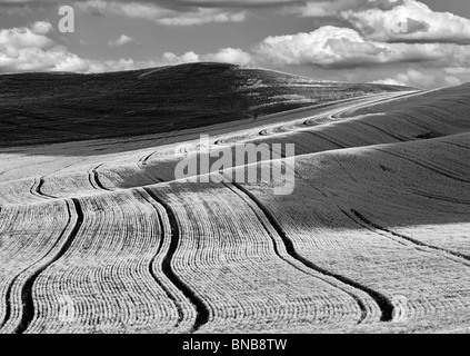 Linee di semina nel campo di grano. Il Palouse, Washington. Un cielo è stato aggiunto. Foto Stock