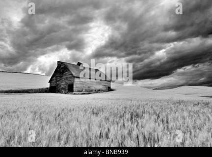 Fienile nel campo di grano con avvicinamento nuvole temporalesche. Il Palouse, Washington Foto Stock