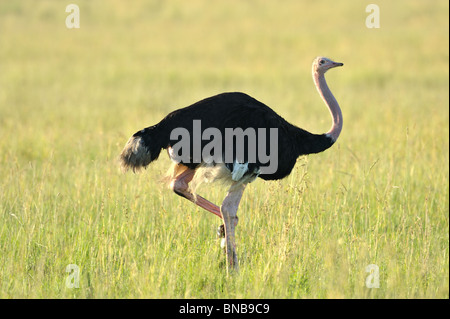 Comune, struzzo Struthio camelus, il Masai Mara riserva nazionale, Kenya Foto Stock