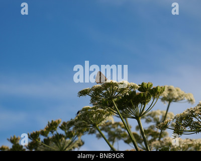 Viola hairstreak butterfly, Quercusia quercus, risolta con ante chiuse sulla parte superiore di un hogweed flowerhead. Cielo blu d'estate. Foto Stock