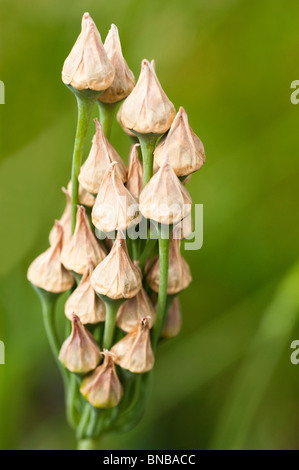 Close up di Allium bulgaricum subsp. Nectaroscordum siculum baccelli di semi Foto Stock